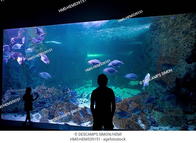 Australia, New South Wales, Sydney, a visitor standing in a room of the Sydney aquarium