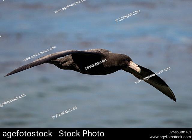 southern giant petrel flying over the Beagle Channel in Ushuaia, Tierra del Fuego