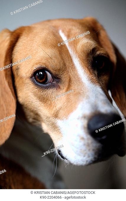 Head shot of male tricolor Beagle turning his head and looking to the side, Berlin, Germany, Europe