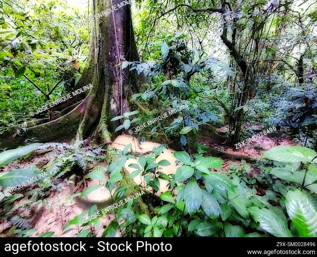 Amazonian rain forest.Ceiba pentranda tree, Peruvian jungle. Huanuco department, Perú, South America