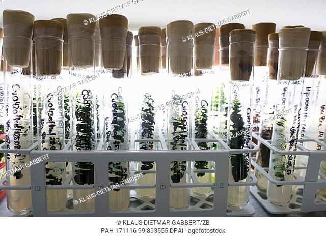 Micro algae strains and types are grown in the laboratories' test tubes in Kloetze, Germany, 2 November 2017. After cultivation algae are grown in the glass...