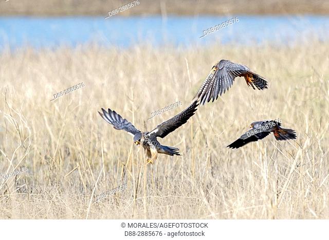 Asia, India, Nagaland province, Amur falcon (Falco amurensis) (Falco vespertinus var. amurensis), Up to one million birds are concentrated in Nagaland on their...