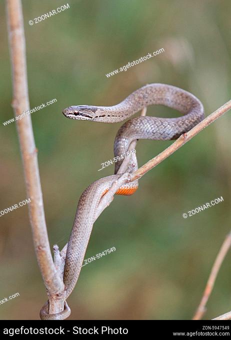Smooth snake (Coronella austriaca) hanging from a tree branch