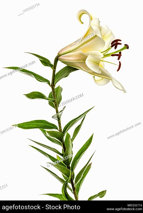 Flower of yellow oriental lily, isolated on white background