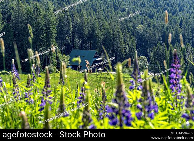 Europe, Germany, Southern Germany, Baden-Wuerttemberg, Black Forest, View through the lupines to the Edelfuchs-Lodge at Hundseck
