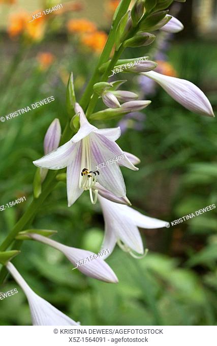 Some white Hosta blooms with faint stripes in Summer