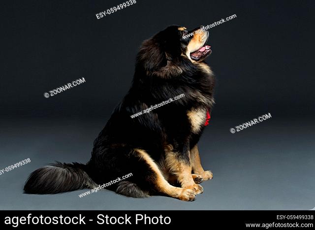 Closeup portrait of big beautiful Tibetan mastiff dog sitting over black background. Copy space