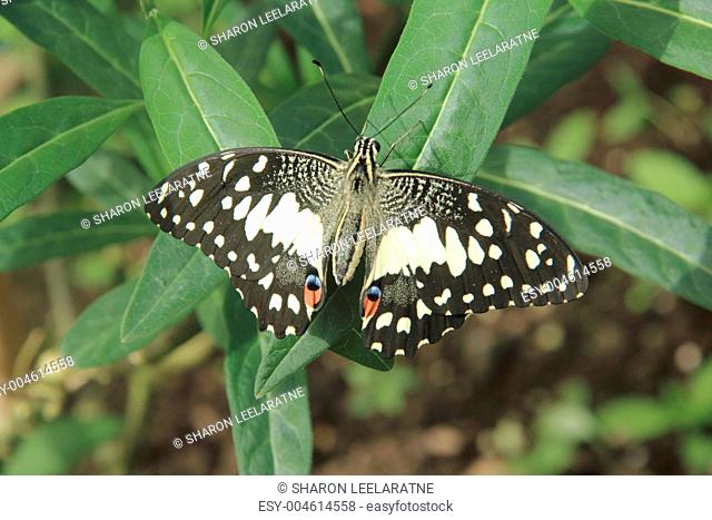 Citrus Swallowtail Butterfly