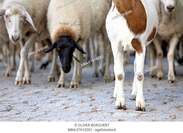 Germany, Mecklenburg-Western Pomerania, sheep and the legs of a goat