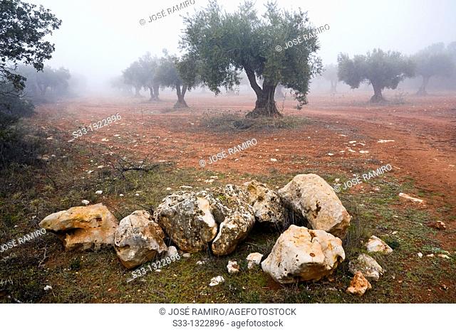 Fog in the olive grove  Carabaña  Madrid Spain
