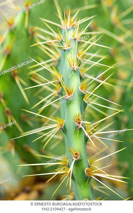 Englelman's Prickley Pear Cactus (Opuntia englemanni)
