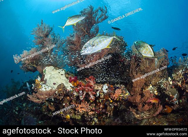 Orangespotted Trevally hunting in Coral Reef, Carangoides bajad, Raja Ampat, West Papua, Indonesia