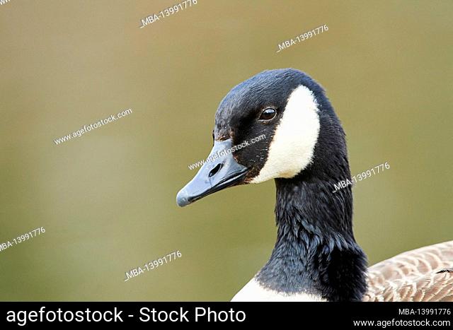 canada goose (branta canadensis), portrait, meadow, sideways