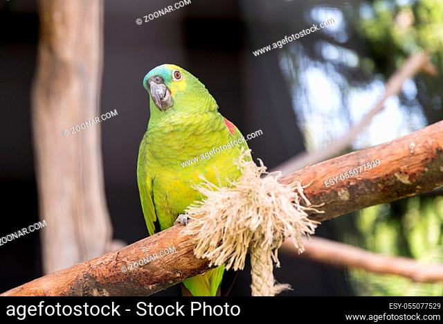 farbenkräftiger Amazonenpapagei am Seil - leuchtender Papagei