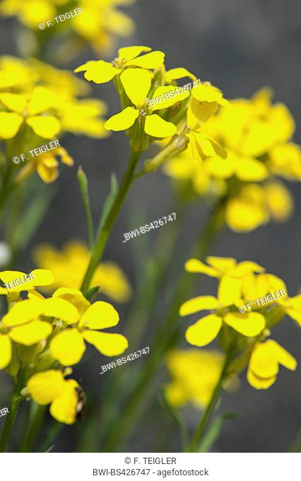 Rhaetian Treacle Mustard, Tufted Wallflower (Erysimum helveticum, Erysimum rhaeticum), blooming, Switzerland