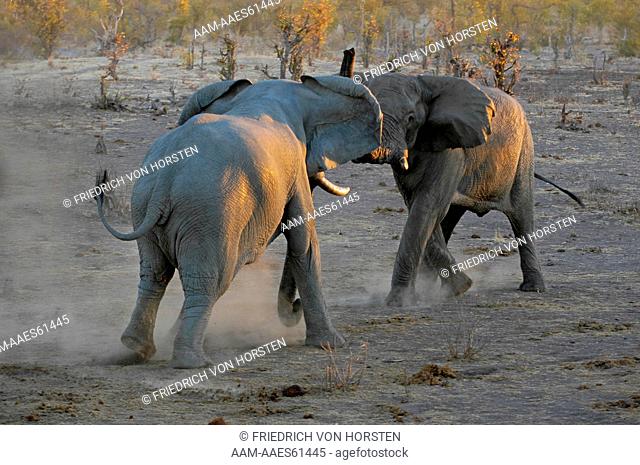 Hwange National Park, bull elephants fighting over water during drought