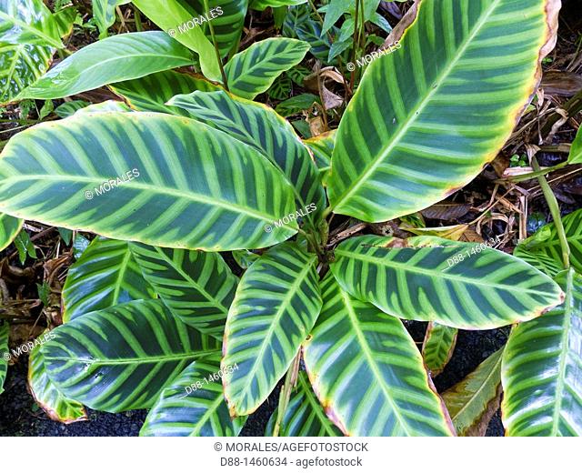 Hawaï , Big Island , Hamakua coast , Tropical botanical garden , Zebra plant  Calathea zebrina  , family : Marantaceae