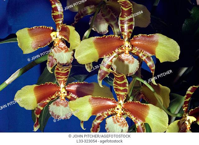 Orchid (Rossioglossum Rawdon Jester)