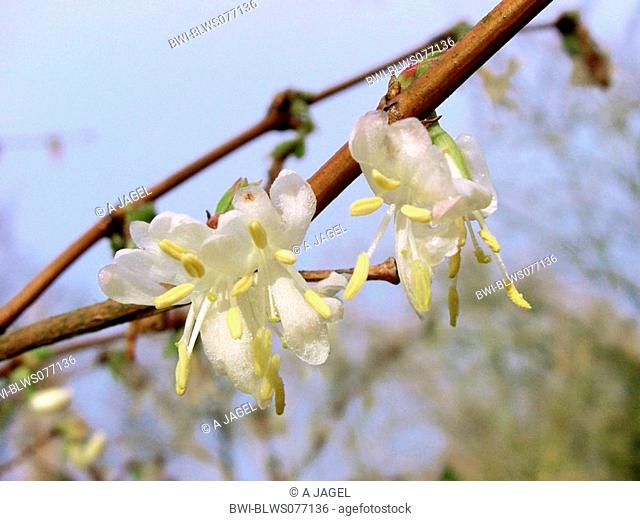 Fragrant honeysuckle Lonicera fragrantissima, flowers