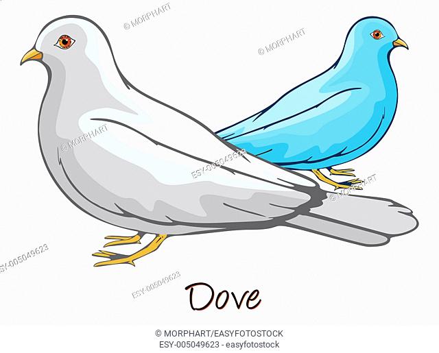 Dove, Pair, Color Illustration