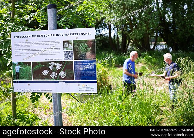 PRODUCTION - 31 May 2023, Hamburg: Martin Beckers (l), perennial gardener, and Gerwin Obst, Elbe Habitat Foundation, plant hemlock water fennel in a tidal creek...