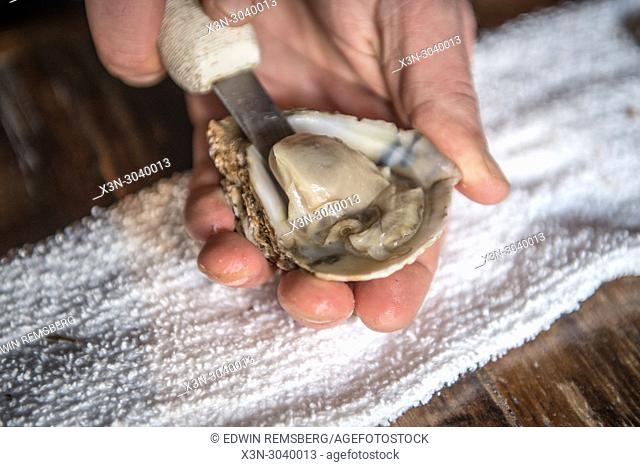 Freshly shucked oyster being prepared at a restaurant in Baltimore, Maryland, USA