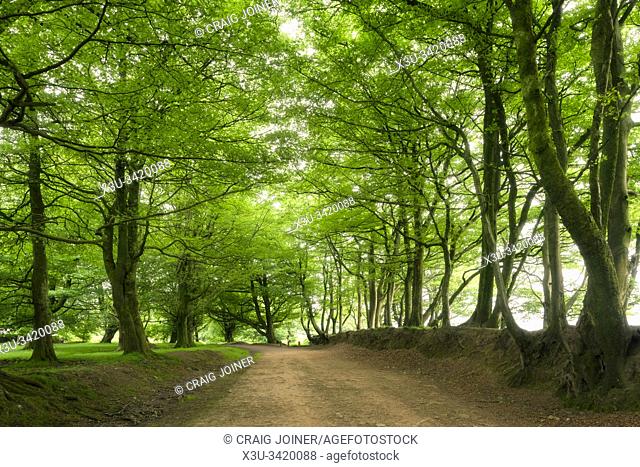 Beech trees in summer lining Drove Road in the Quantock Hills, Somerset, England