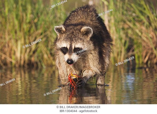 Northern Raccoon (Procyon lotor), adult in water eating Crayfish, Crawfish (Astacidae), Sinton, Corpus Christi, Coastal Bend, Texas, USA