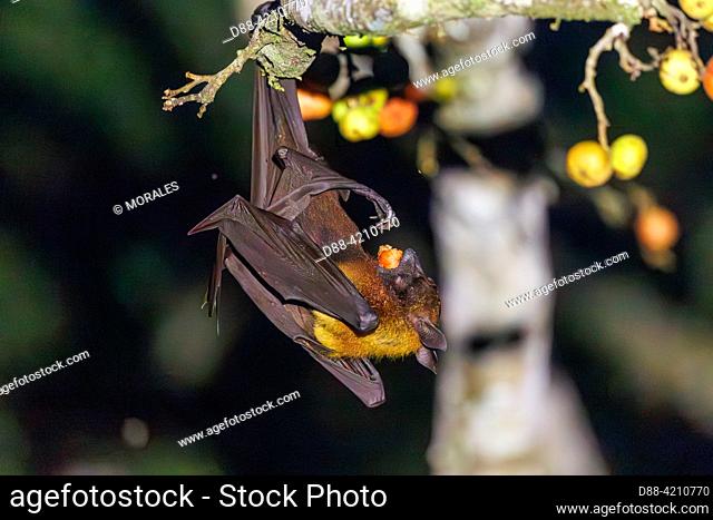 Asie du Sud-Est, Partie nord de Bornéo, Malaisie, Sabah, Réserve naturelle de Tabin, Roussette de Malaisie Pteropus vampyrus, formerly Pteropus giganteus)