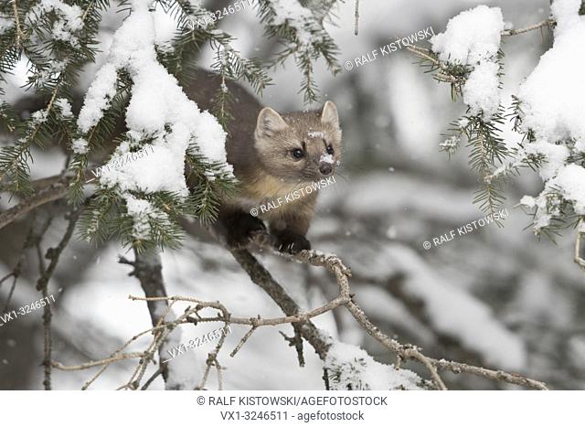 American Pine Marten (Martes americana) in winter, sitting in a snow covered conifer, hunting, watching for prey, USA