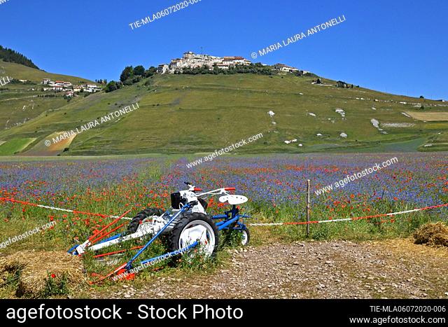 Flowering of lentil fields and in the background the village , Castelluccio di Norcia (Perugia) ITALY-07-07-2020