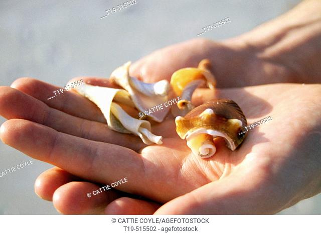 Shells found on a beach on Sanibel Island, Florida. USA