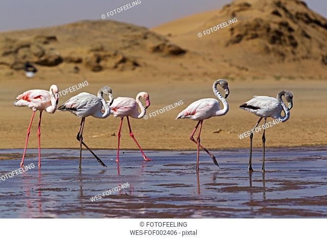 Africa, Namibia, Namib Desert, Atlantic Ocean, Walvis Bay, Flock of greater flamingo in sea