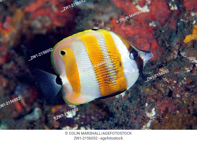 Orange-banded Coralfish (Coradion chrysozonus) at Malawi Wreck dive site in Lembeh Straits in Sulawesi in Indonesia