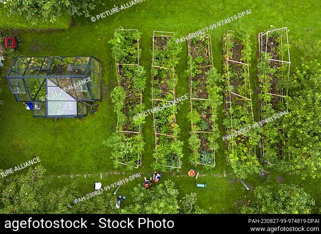 PRODUCTION - 16 August 2023, North Rhine-Westphalia, Hamm: The tomato beds in Birgit Arndt's garden (aerial view with a drone)