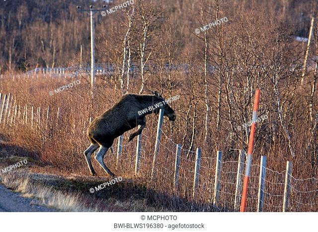 moose, elk Alces alces, jumping over a fence, Sweden, Lapland