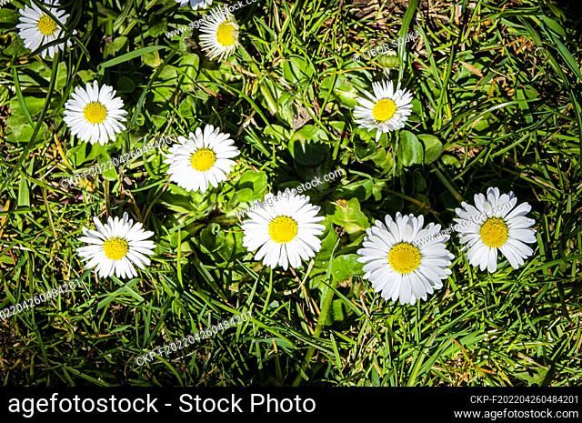 The common daisy, Bellis perennis, flowering in Pruhonice, Czech Republic on April 23, 2022. (CTK Photo/Libor Sojka)