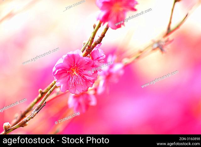 peach blossom , decoration flower for chinese new year