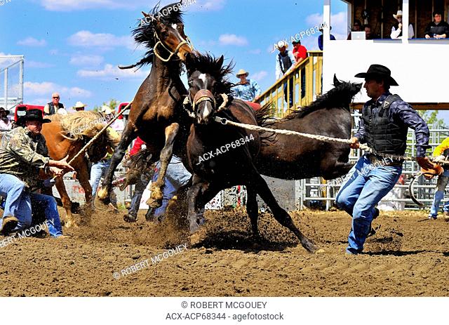 A team of cowboys attempting to saddle and ride a wild horse in a rodeo competition in Alberta Canada