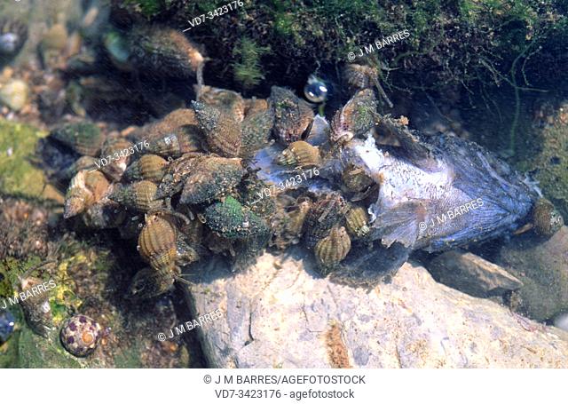 Thick-lipped dogwhelk (Hinia incrassata or Tritia incrassata) is a carnivorous marine snail. This photo was taken in Saint Jean de Luz coast, France