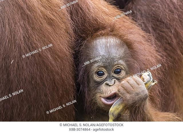 Mother and baby Bornean orangutans, Pongo pygmaeus, Buluh Kecil River, Borneo, Indonesia