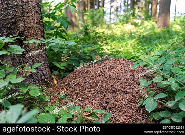 Waldameisen im grossen Ameisenhaufen mitten im Wald - Ameisenbau