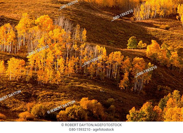 Aspens reach their fall color peak in the San Juan Mountain range in early October