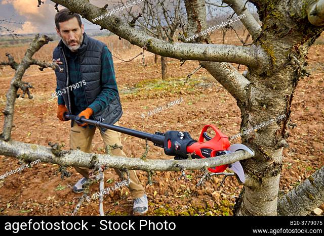 Farmer with electric pruning shears, Vineyard, Rioja, Spain, Europe