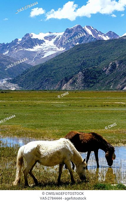 Beautiful landscape of Laigu glacier in the daytime with two horses. Rawu, Nyingchi, Tibet