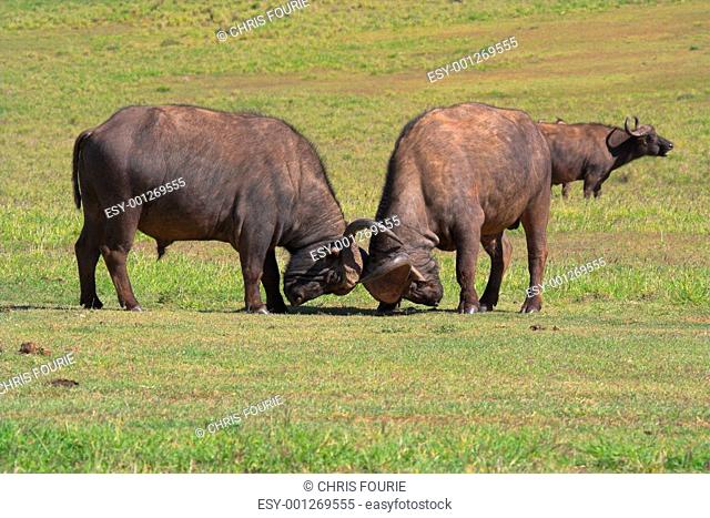 Buffalo Fight