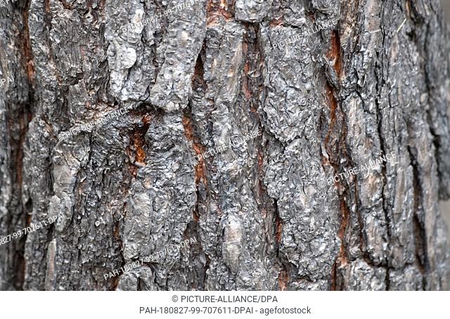 27 August 2018, Treuenbrietzen, Germany: Burned bark on a tree in a wood near Treuenbrietzen. About 350 firefighters are still on duty to fight forest fires