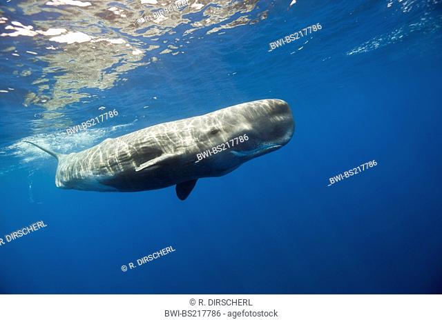 sperm whale, great sperm whale, spermacet whale, cachalot (Physeter macrocephalus, Physeter catodon), near watersurface, Lesser Antilles, Dominica