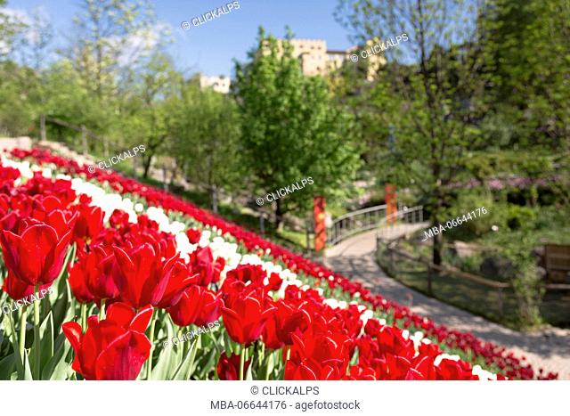 a view of the famous Trauttmansdorff garden in Meran with tulips in foreground and the castle in the background, Bolzano province, South Tyrol