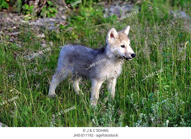 Gray Wolf, Canis lupus, Montana, USA, North America, young eight weeks old